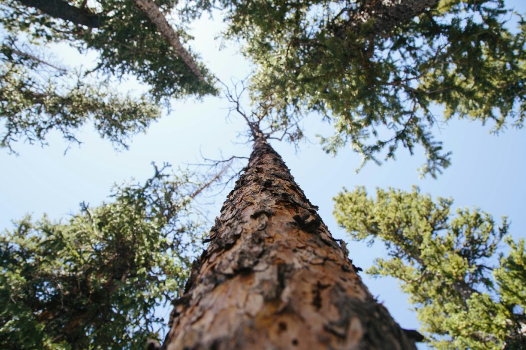 POV: Wald von unten mit Blick in den Himmel - selektive Wahrnehmung